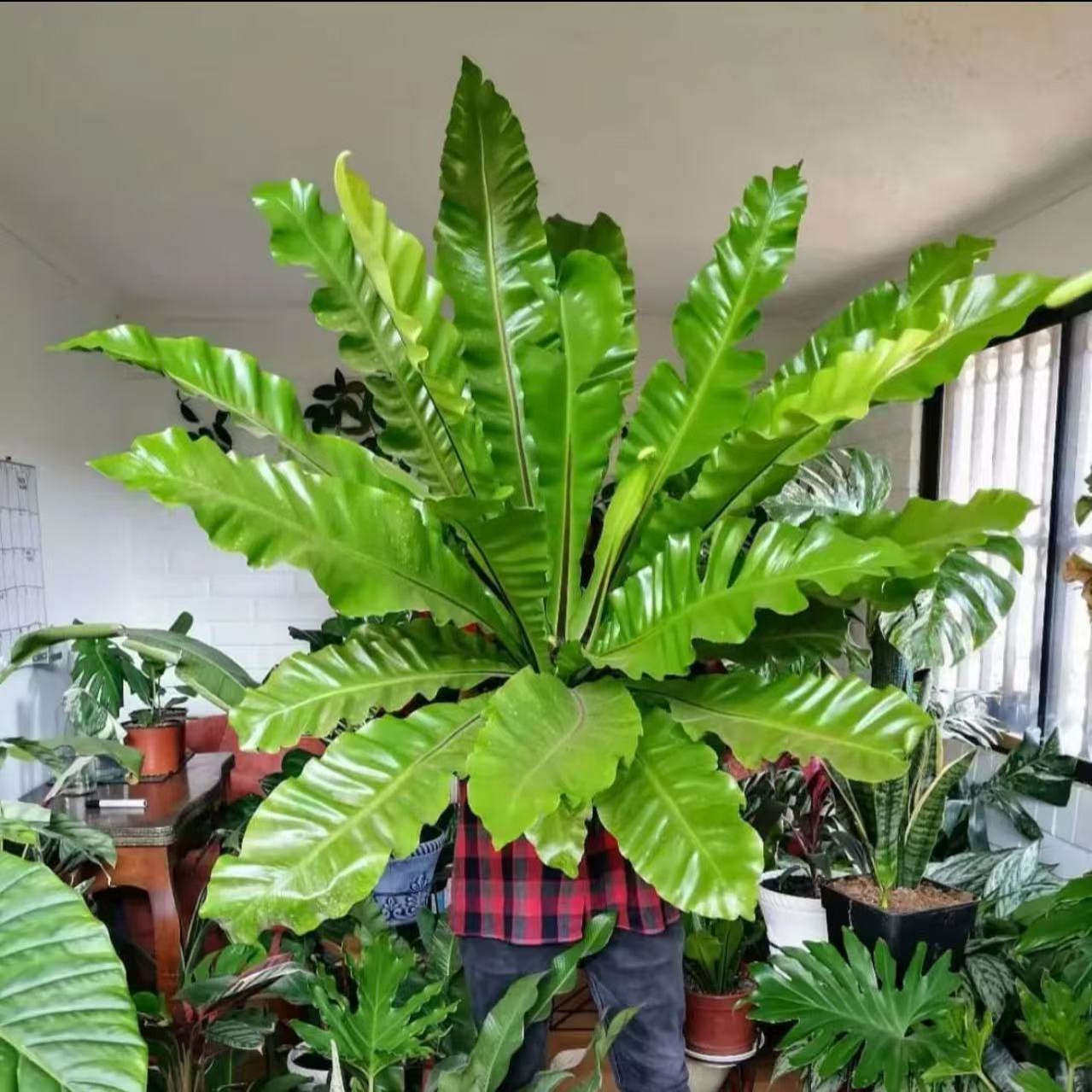大盆展叶耐寒鸟巢蕨盆栽水土培