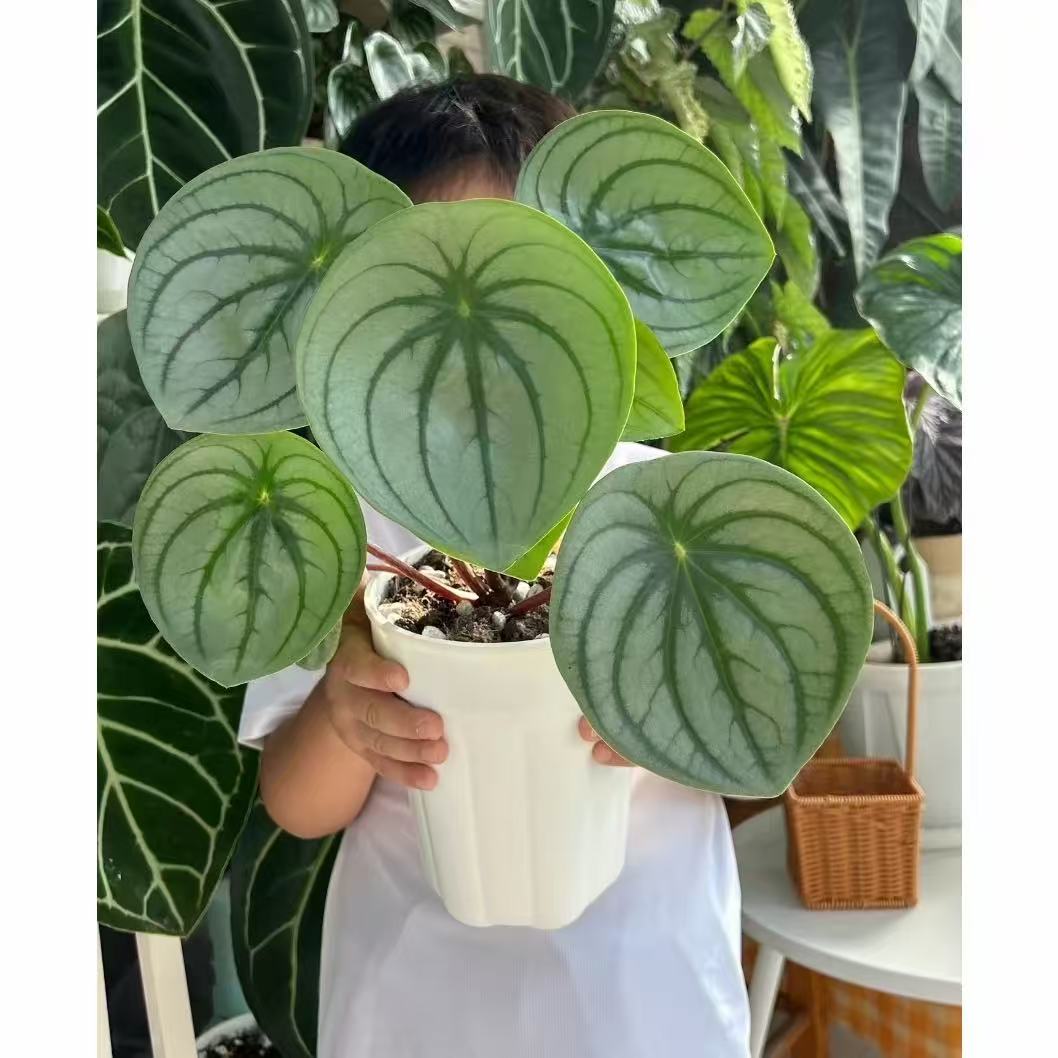 麒麟瓜椒草西瓜皮椒草盆栽 ins北欧绿植 桌面小植物圆叶小清新