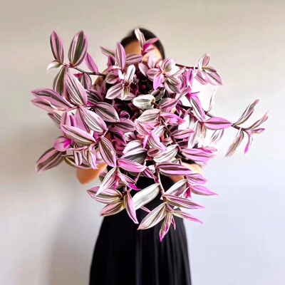 油画吊兰净化空气客厅防辐射绿植