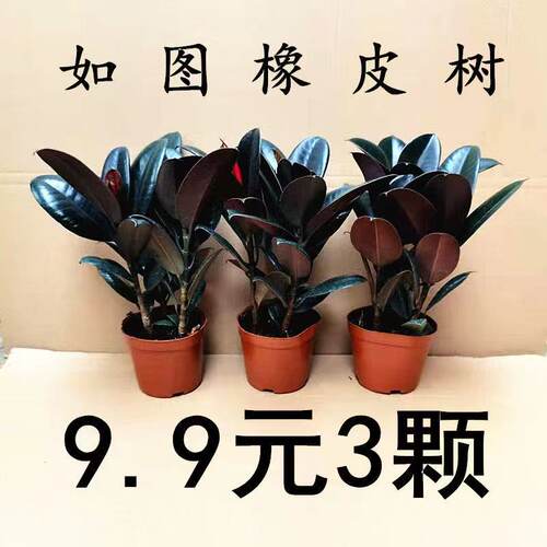黑金刚绿植净化空气观叶植物客厅
