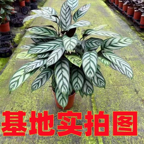 飞羽竹芋客厅净化空气除甲醛