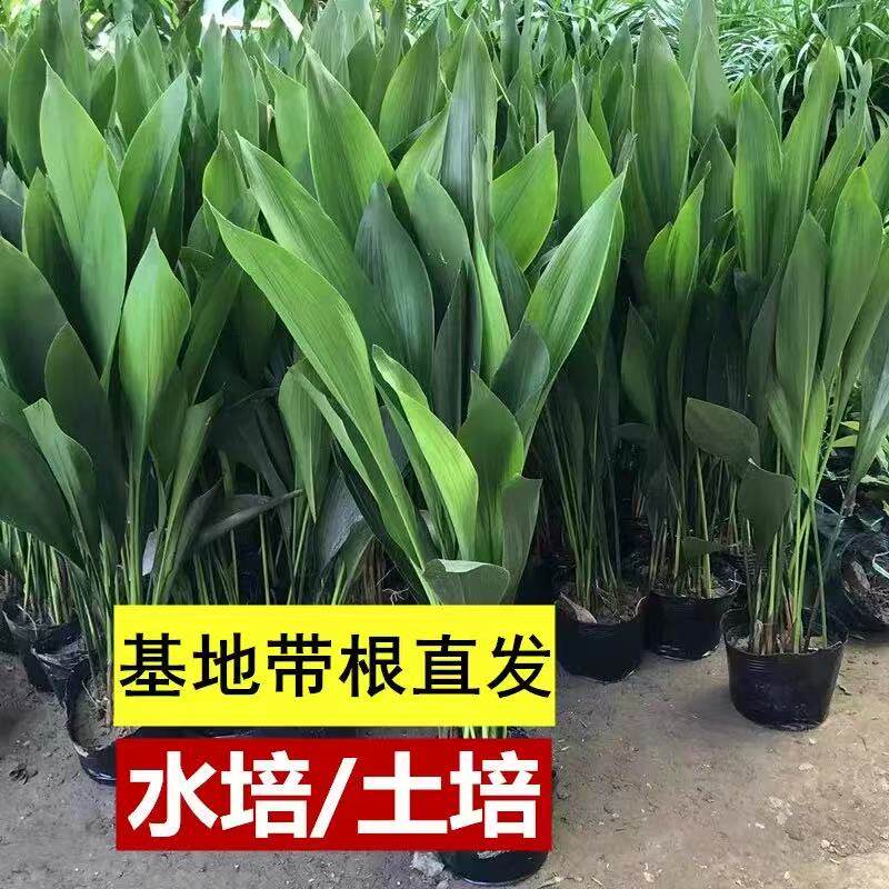 一叶兰盆栽耐寒喜阴植物办公室内庭院观叶绿植兰花净化空气