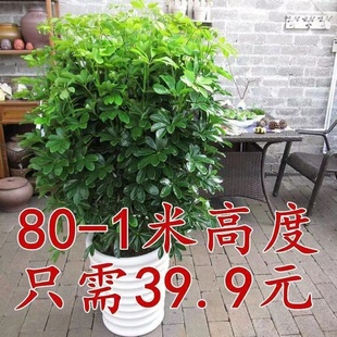 大型绿植鸭脚木七叶莲摇钱树八方来财盆栽发财树办公室 室内 客厅