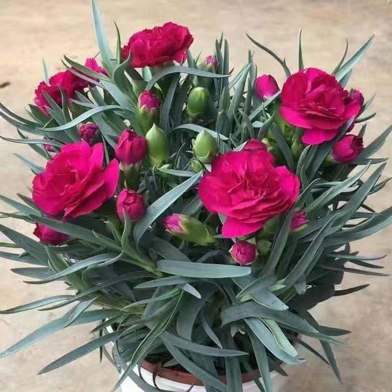 康乃馨盆栽客厅阳台四季美观