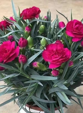 康乃馨盆栽带花苞石竹花绿色四季开花室内阳台客厅绿植花卉好养活