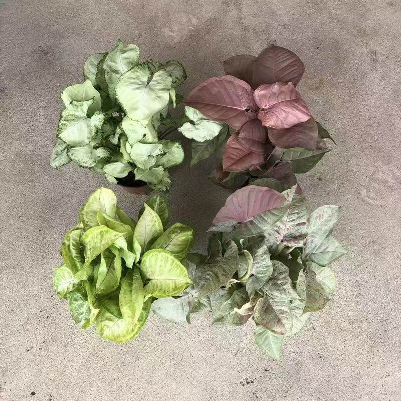合果芋小盆栽绿精灵黄金童子