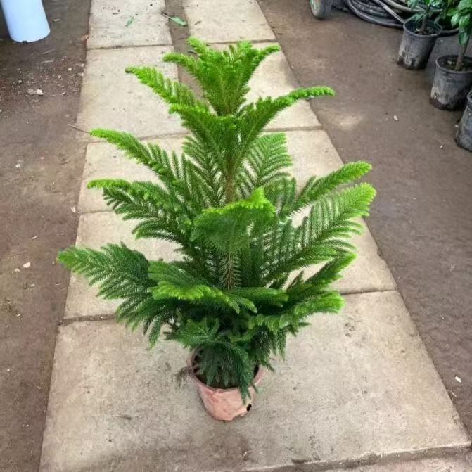 南洋杉招财北欧风室内盆景客厅绿植盆栽四季常青真圣诞树耐寒落地