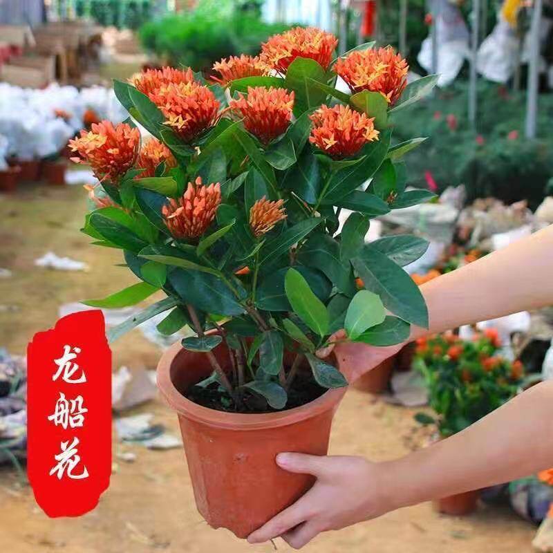 龙船花盆栽室外阳台花园植物四季开花不断好养老桩大盆花卉带花苞