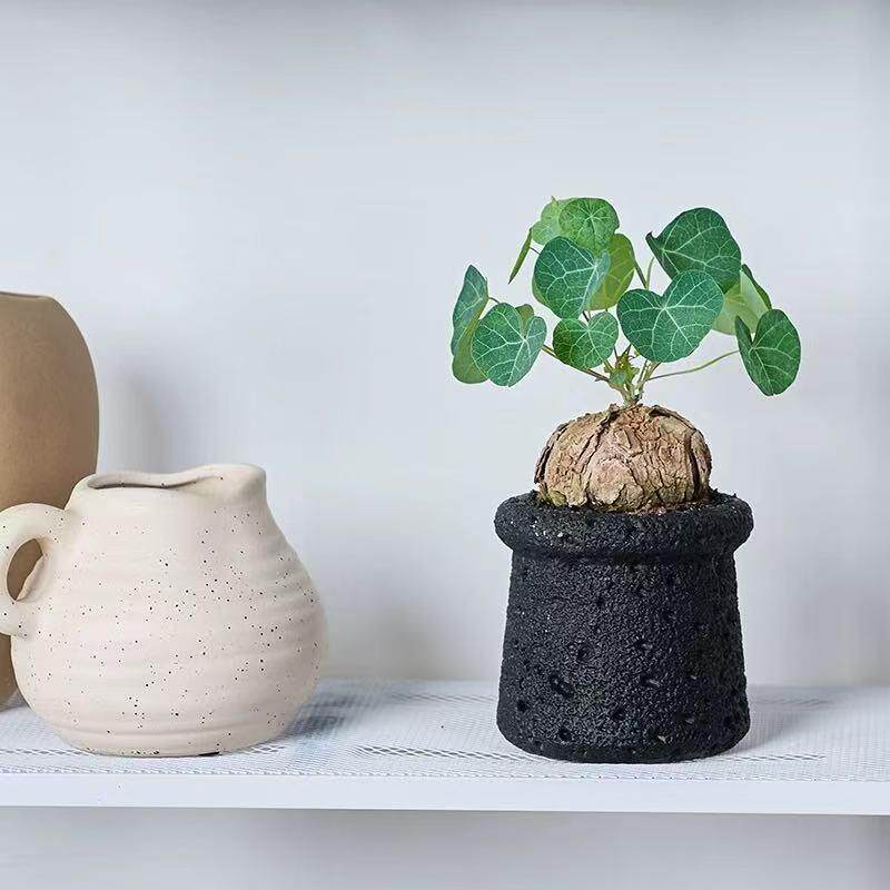 山乌龟爬藤植物块根绿植净化空气
