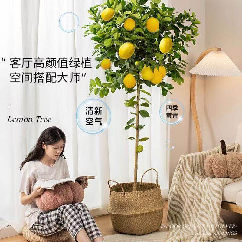 香水柠檬树大老桩盆栽柠檬树带果大型绿植室内客厅庭院可食用四季