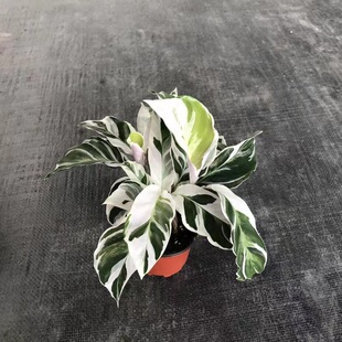 白油画竹芋室内观叶绿植办公室桌面盆栽阳台花卉观叶北欧风绿植