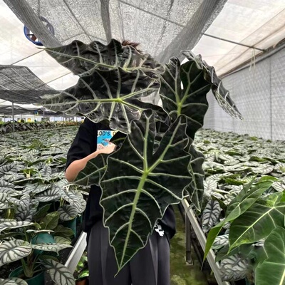 大仙女海芋客厅净化空气吸甲醛