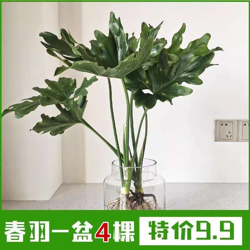 春羽观叶植物绿植盆栽室内吸甲醛