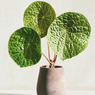 福寿秋海棠大型海棠盆栽植物室内鲜花园艺园林花卉绿植好养超大颗