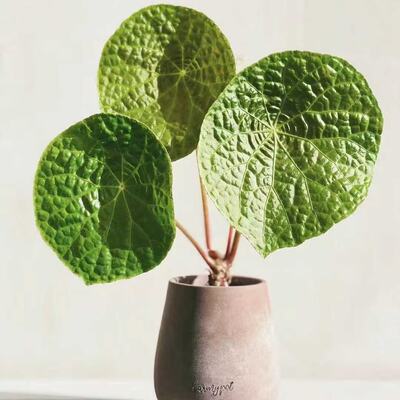 福寿秋海棠大型海棠盆栽植物室内鲜花园艺园林花卉绿植好养超大颗
