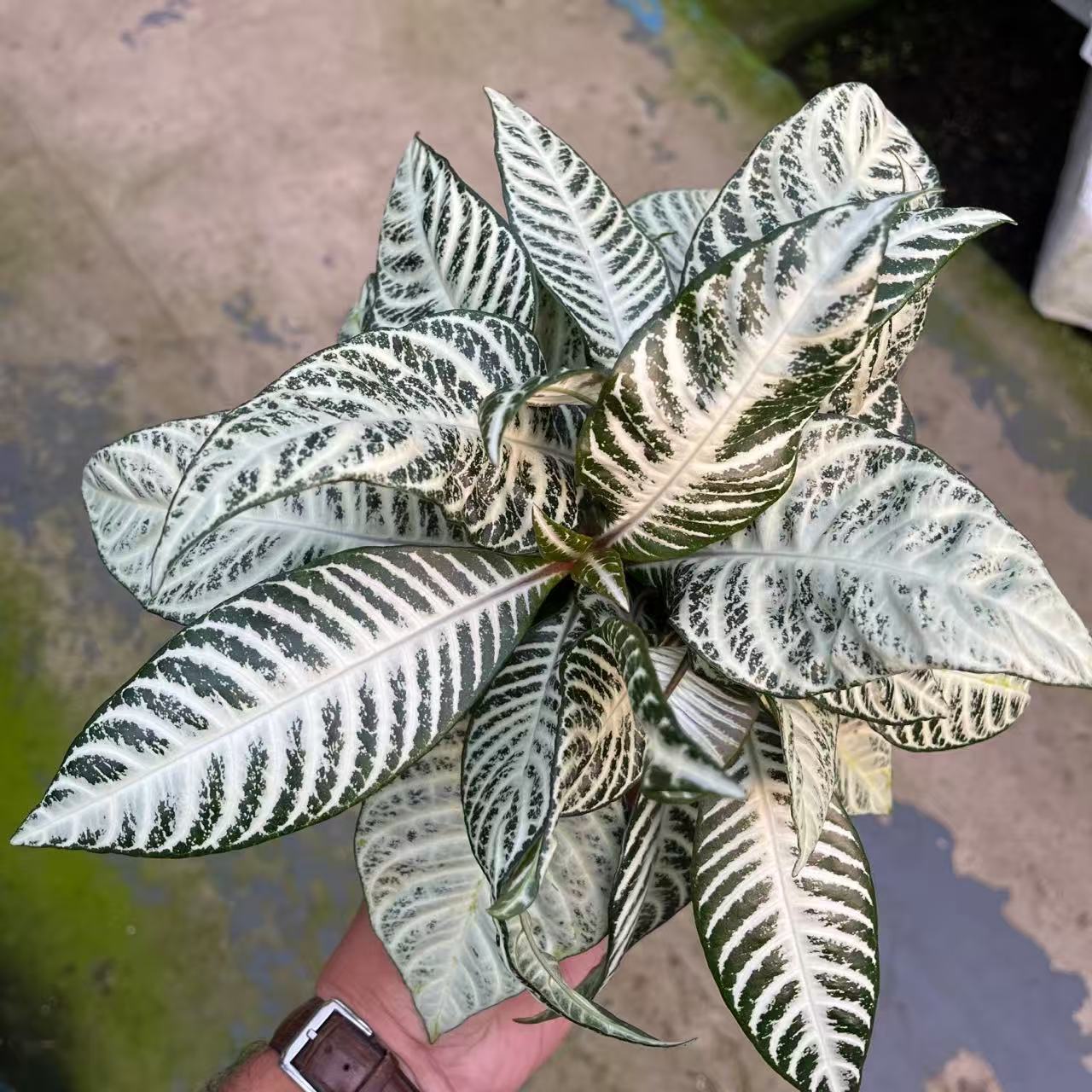 白脉爵床观叶盆栽绿植甲醛室内