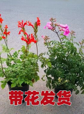 凌霄花藤本阳台四季美观