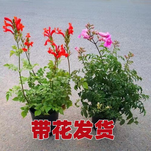 凌霄花藤本阳台四季美观