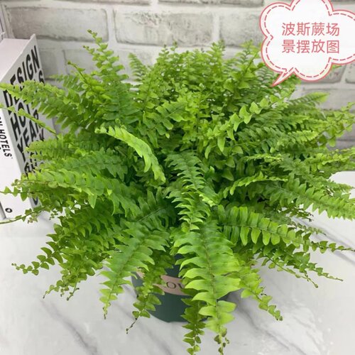 波士顿蕨室内阳台净化空气吸甲醛