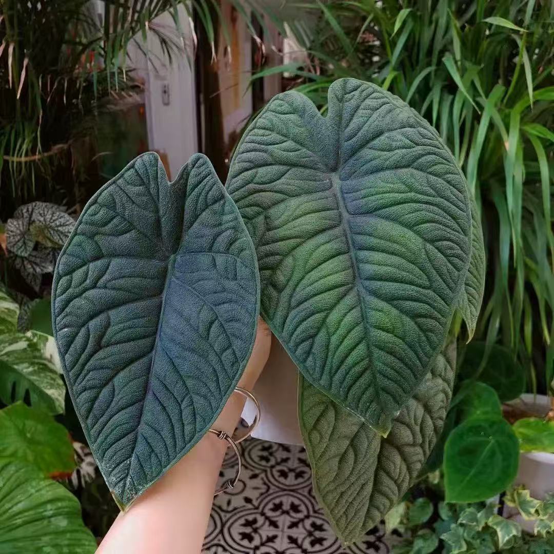 哈密瓜海芋高级绿植稀有厚纹品种