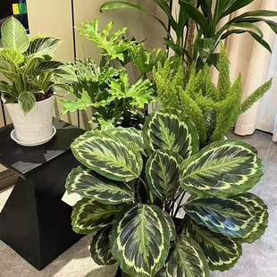 彩虹竹芋盆栽室内办公桌面好养耐阴绿植净化空气四季常青观叶植物