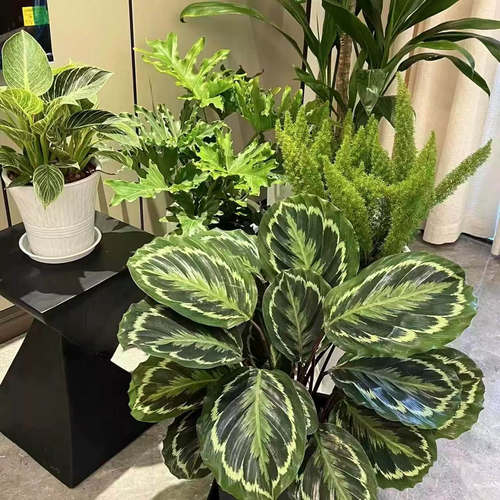 彩虹竹芋盆栽室内办公桌面好养耐