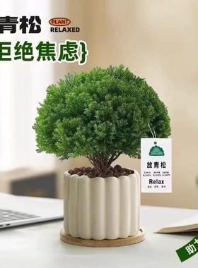 放青松绿植雾松室内小盆栽雾凇办公室桌面放轻松植物摆件四季好养
