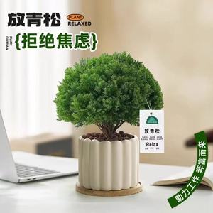 放青松绿植雾松室内小盆栽雾凇