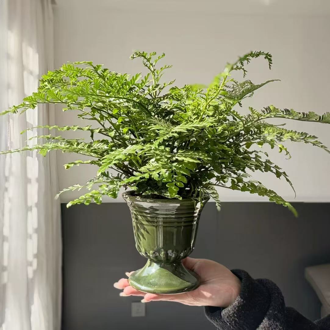 吉姆蕨盆栽蕨类植物办公室内桌面