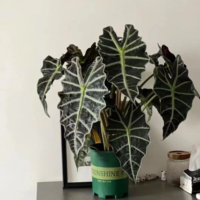 净化空气海芋防辐射客厅吸甲醛