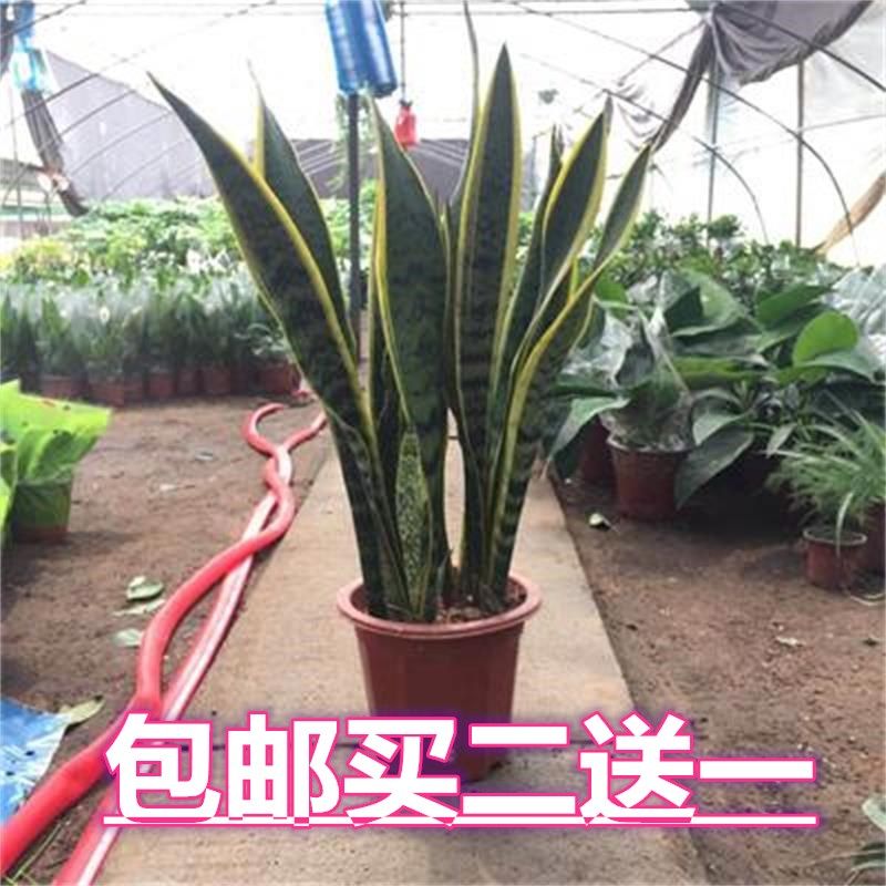 虎皮兰植物室花卉净化空气吸甲醛办公室内盆栽绿植水培金边虎皮兰