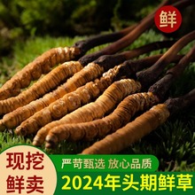 头茬】2024新鲜冬虫夏草鲜虫草正品虫草精品礼盒产地直发顺丰空运