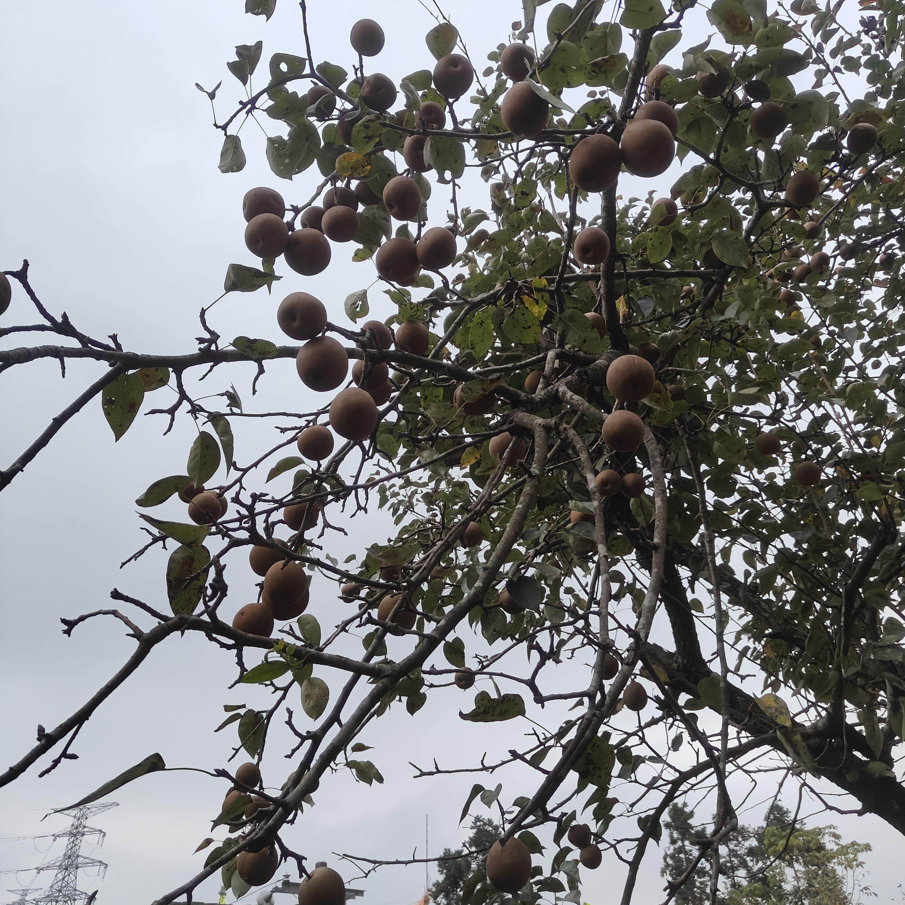冬梨、冬梨、冬梨贵州百年野生老树野外自然成熟，贵州水果包邮…,水产肉类/新鲜蔬果/熟食,梨,淘宝优惠券,粉丝福利购,淘宝优惠卷
