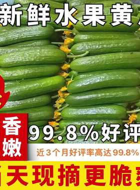 寿光水果黄瓜生吃脆新鲜脆嫩青瓜当季无刺小黄瓜水果蔬菜现摘整箱
