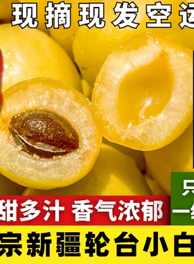 【空运直达】新疆轮台小白杏当季现摘端午送礼甜杏子软香甜包邮