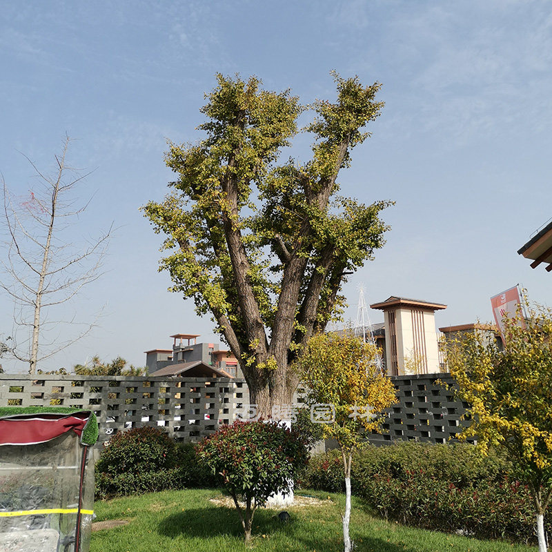 别墅庭院景观银杏树大树寺庙造景学校园林绿化工程彩叶树种白果树