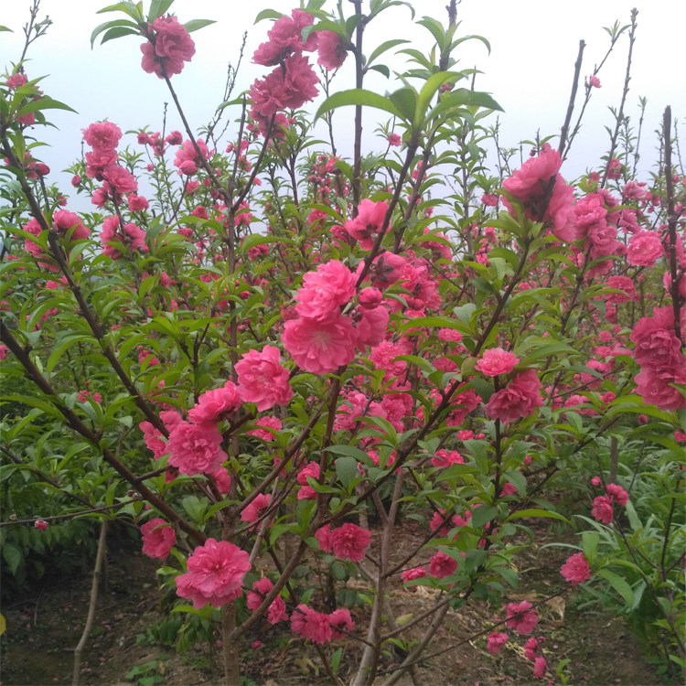 桃花苗园林绿化苗木阳台盆景庭院观赏花卉易养活植物盆栽大树苗