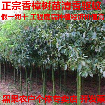 香樟树苗绿化苗木大型工程大小叶盆栽庭院四季常青驱蚊南北方种植