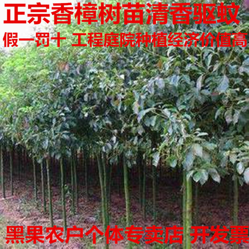 香樟树苗绿化苗木大型工程大小叶盆栽庭院四季常青驱蚊南北方种植