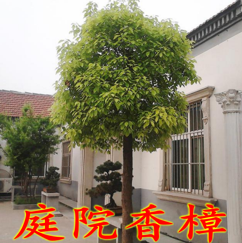香樟树苗大树大小叶驱蚊防虫四季常青南北方庭院大型工程绿化苗木
