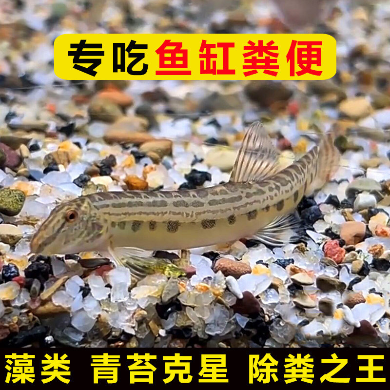 专吃鱼屎粪便的河蚌黄金螺观赏黑金刚食藻苹果青苔清洁缸除藻冷淡