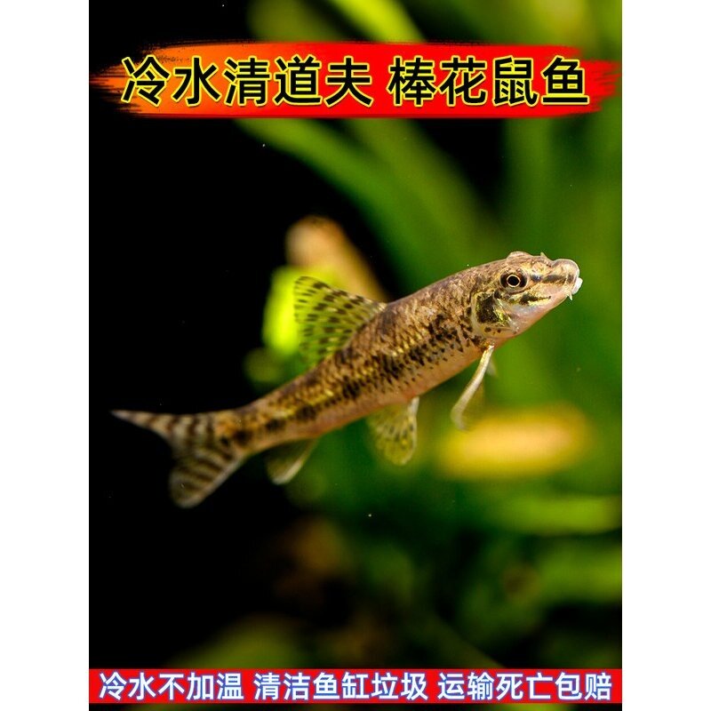 棒花鱼原生冷水清道夫清洁工具鼠鱼除藻吃鱼屎棒花鮈淡水观赏鱼