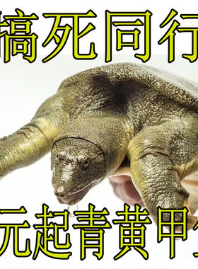 鲜活食用大甲鱼公活体水鱼中华鳖团鱼王八乌龟卤味麻辣小甲鱼苗小