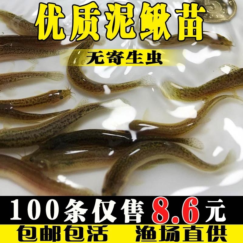 泥鳅鱼苗台湾淡水鱼养殖食用乌龟龙鱼活体饲料筏钓青鳅鱼鳅苗