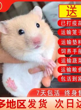 家养金丝熊仓鼠活物宠物虎纹眼圈奶牛熊米熊精选一公一母运输包活