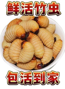 鲜活竹虫活体速冻 竹笋虫 竹象虫新鲜椰子虫竹蛹食用油炸