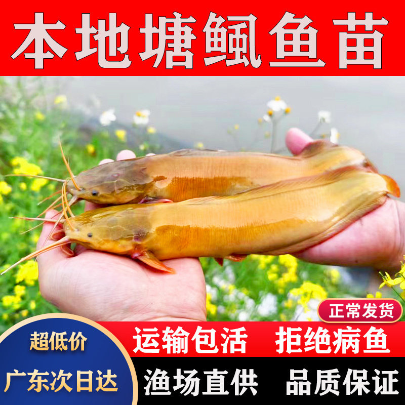 皇妃一代三黄塘鲺本地塘鲺鱼苗淡水养殖食用土塘虱塘角鱼苗鲶鱼苗