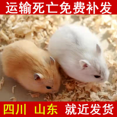 小仓鼠活物送笼子已打疫苗不咬人三线银狐布丁活体一公一母包活