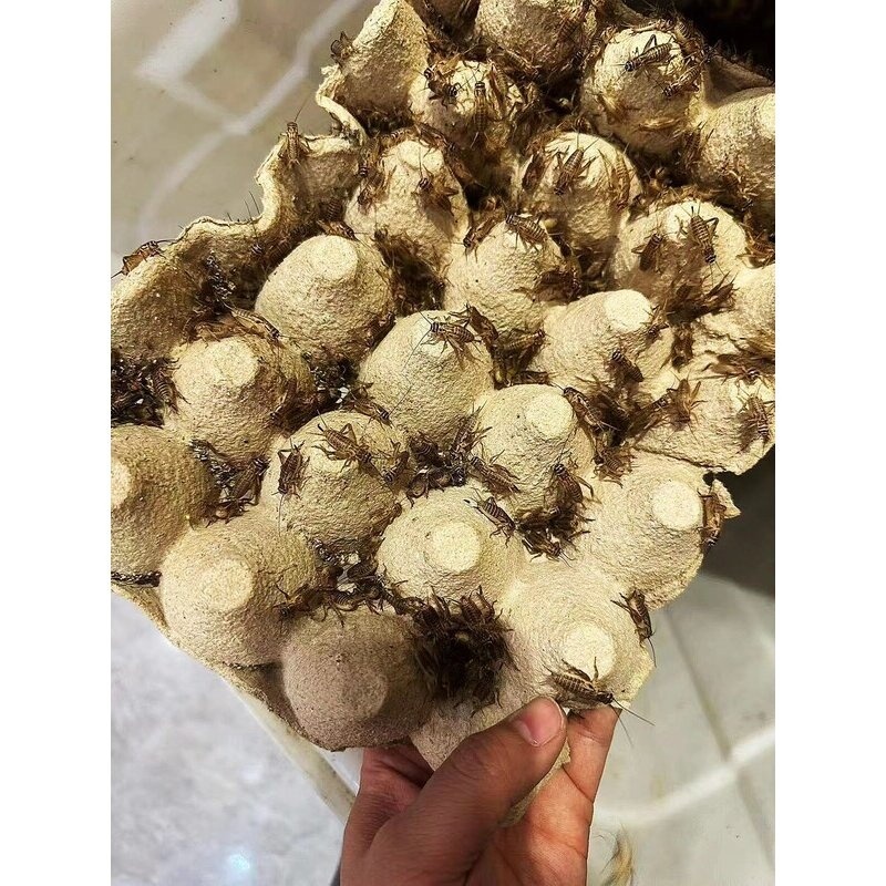 优质油葫芦蛐蛐白蟋蟀活物爬虫宠物守宫蜥蜴蛙鬃狮饲料粮现货