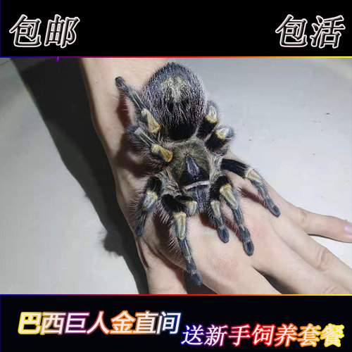 巴西巨人金直间蜘蛛1-15CM网红宠物蜘蛛活体温顺好养新手入门品种